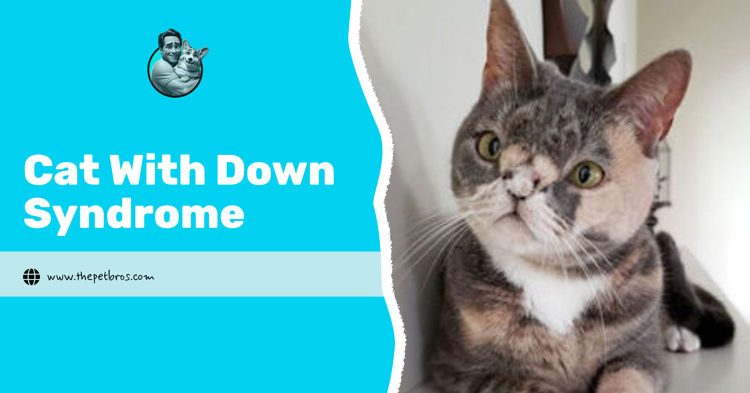 Cat with Down Syndrome: Symptoms, Causes, and Care