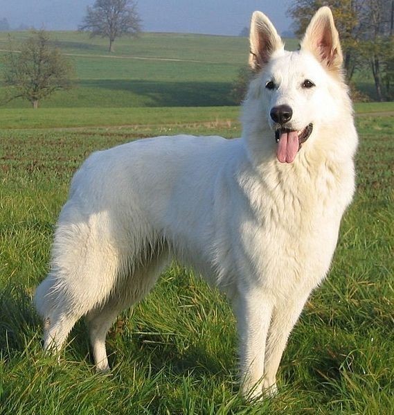 White Dog German Shepherd