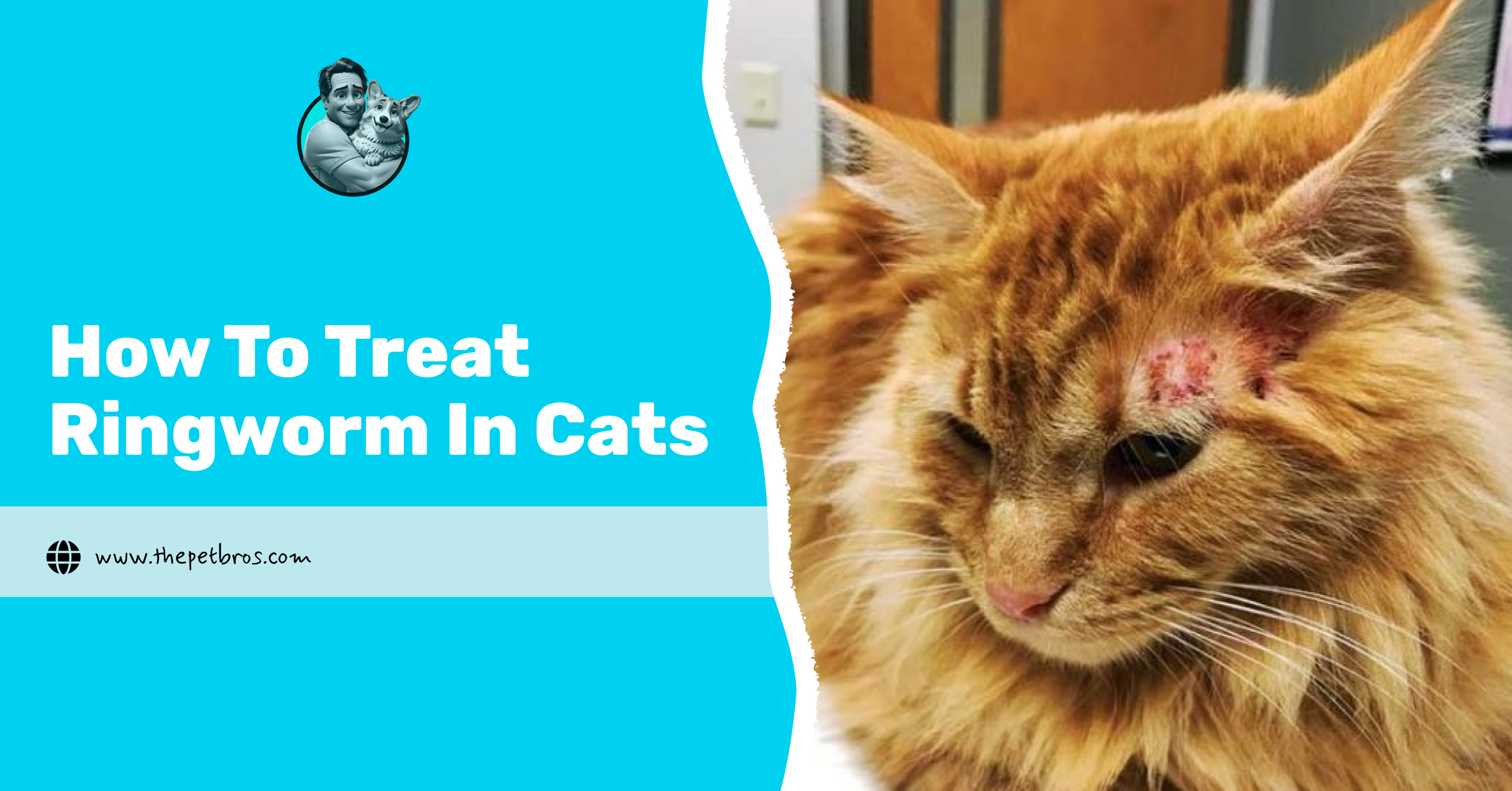 how to treat ringworm in cats