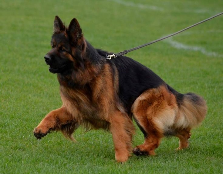 long-haired german shepherd lounging on the field