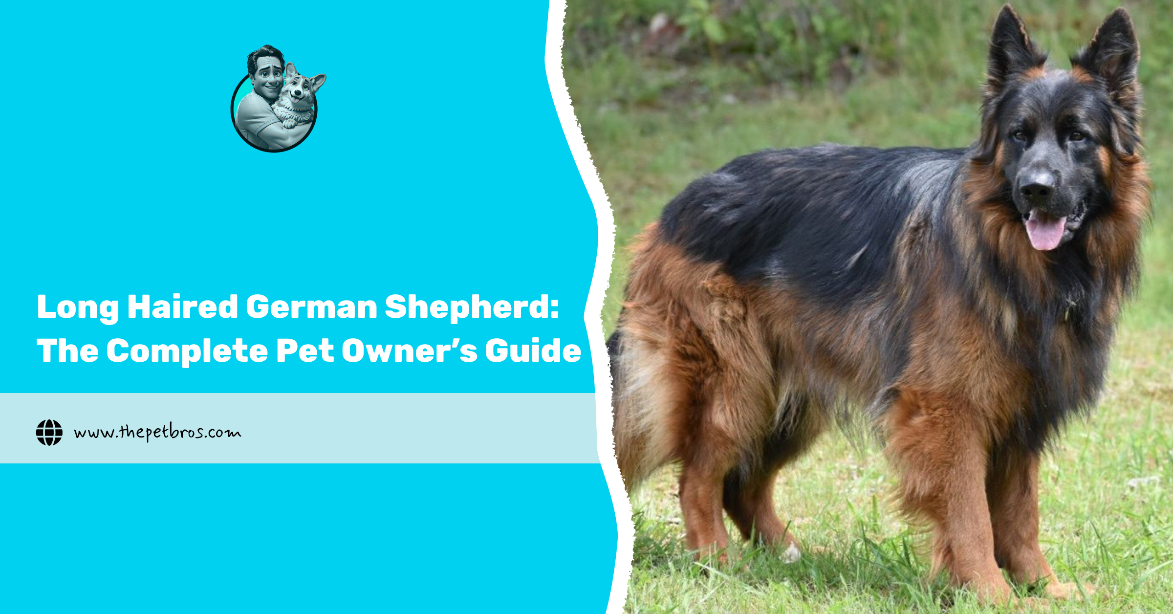 Long Haired German Shepherd: The Complete Pet Parent Guide