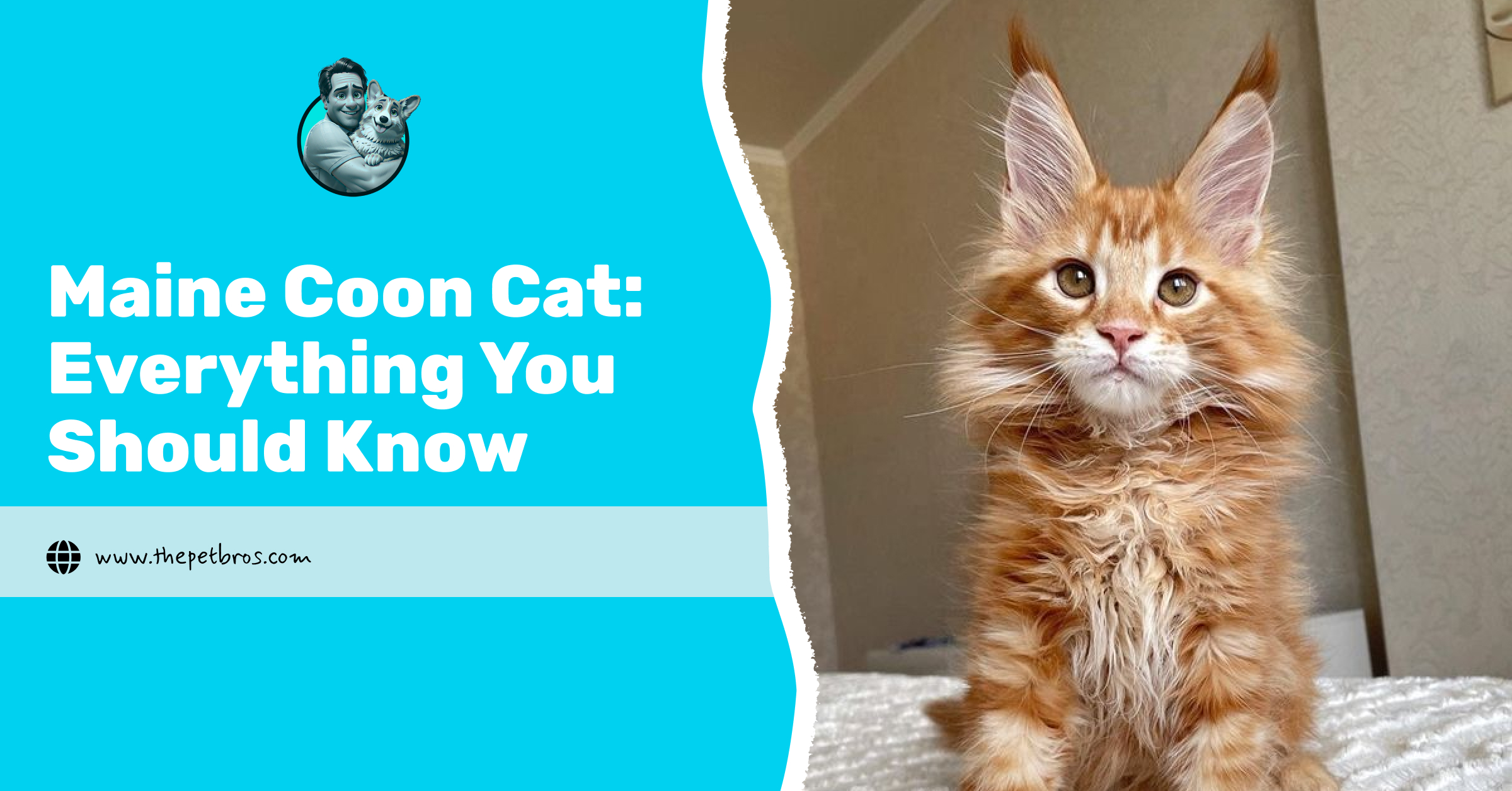 maine coon cat