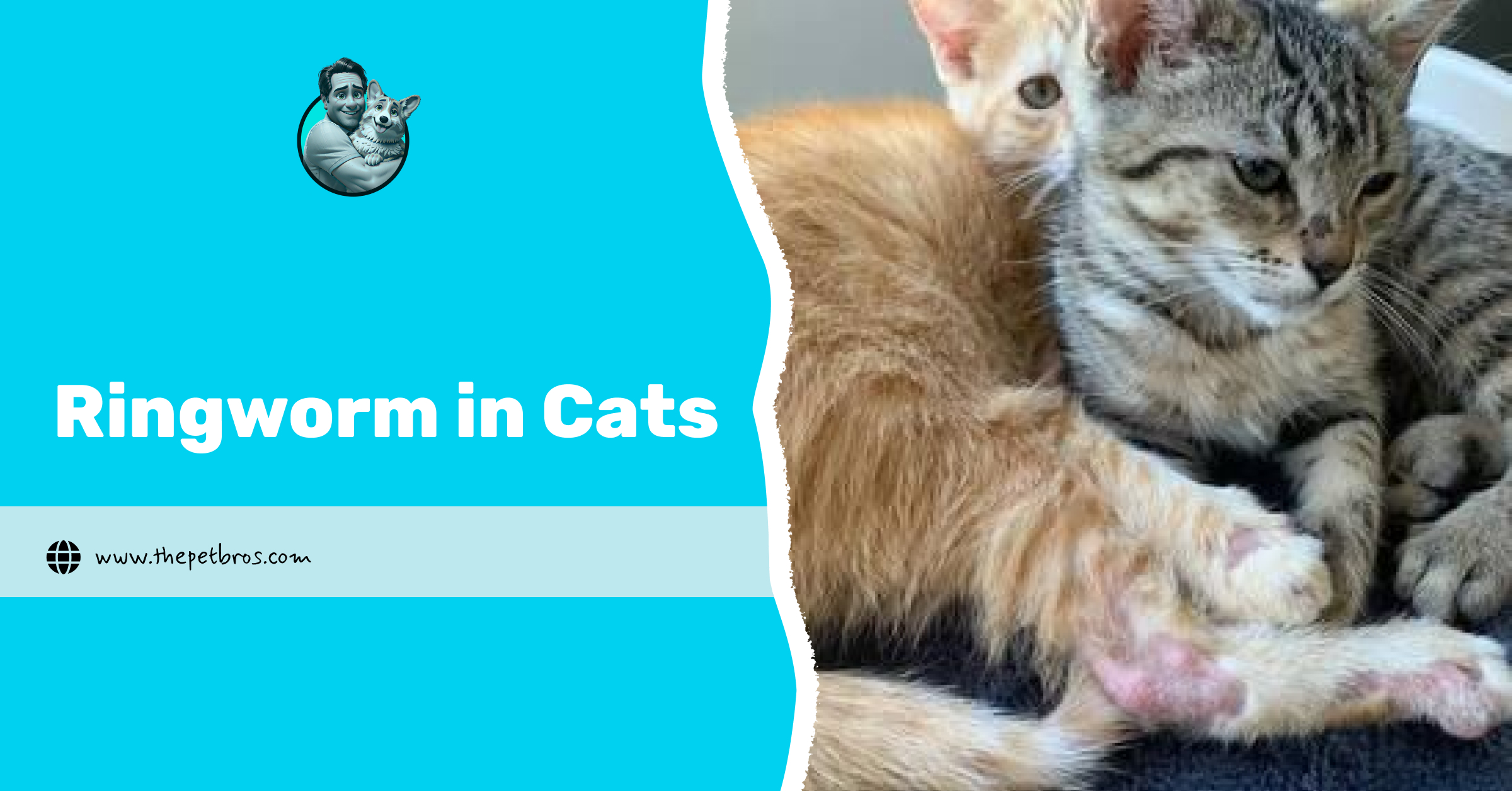 Ringworm in Cats: Everything You Must Know