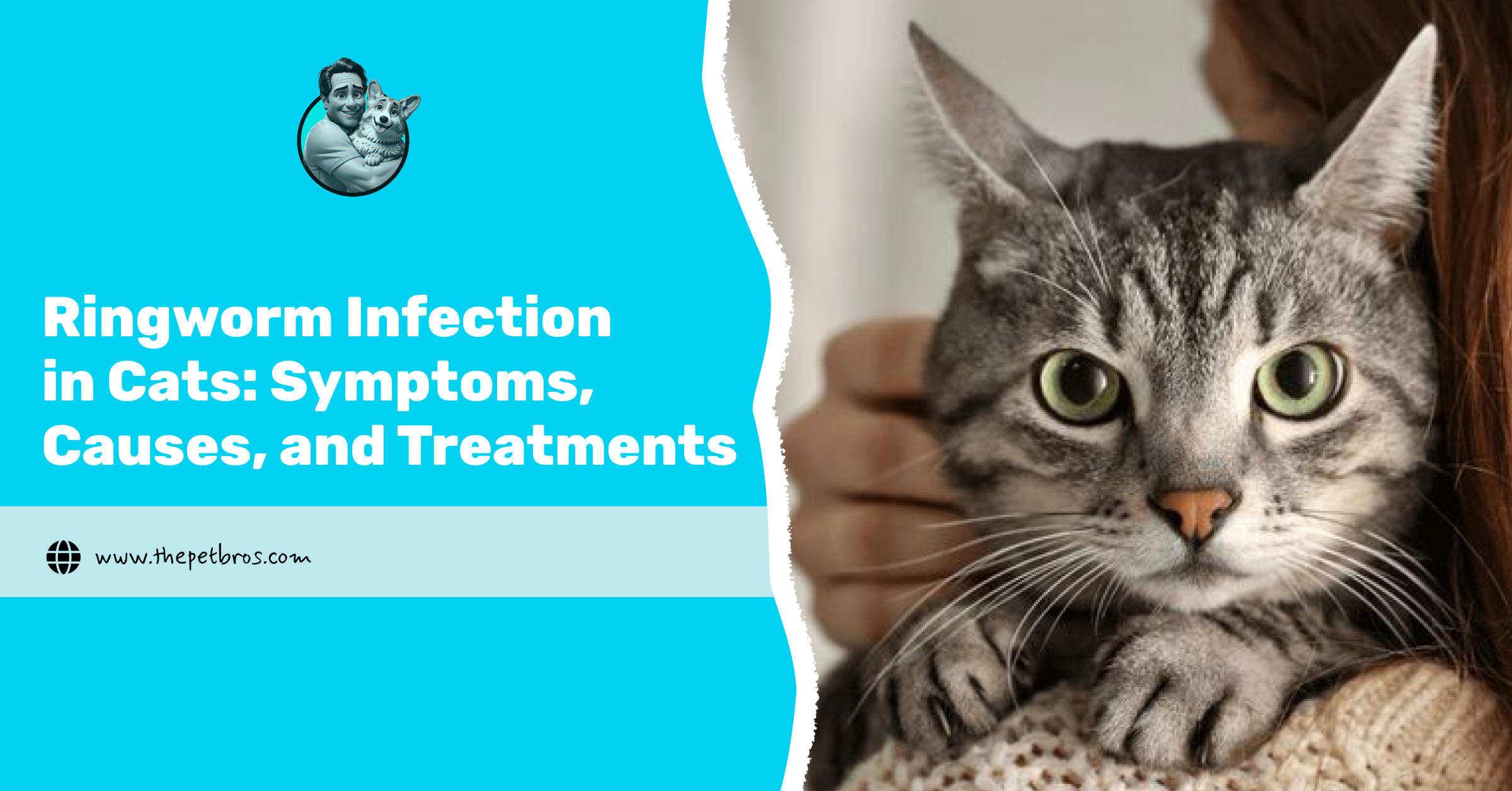 ringworm infection in cats