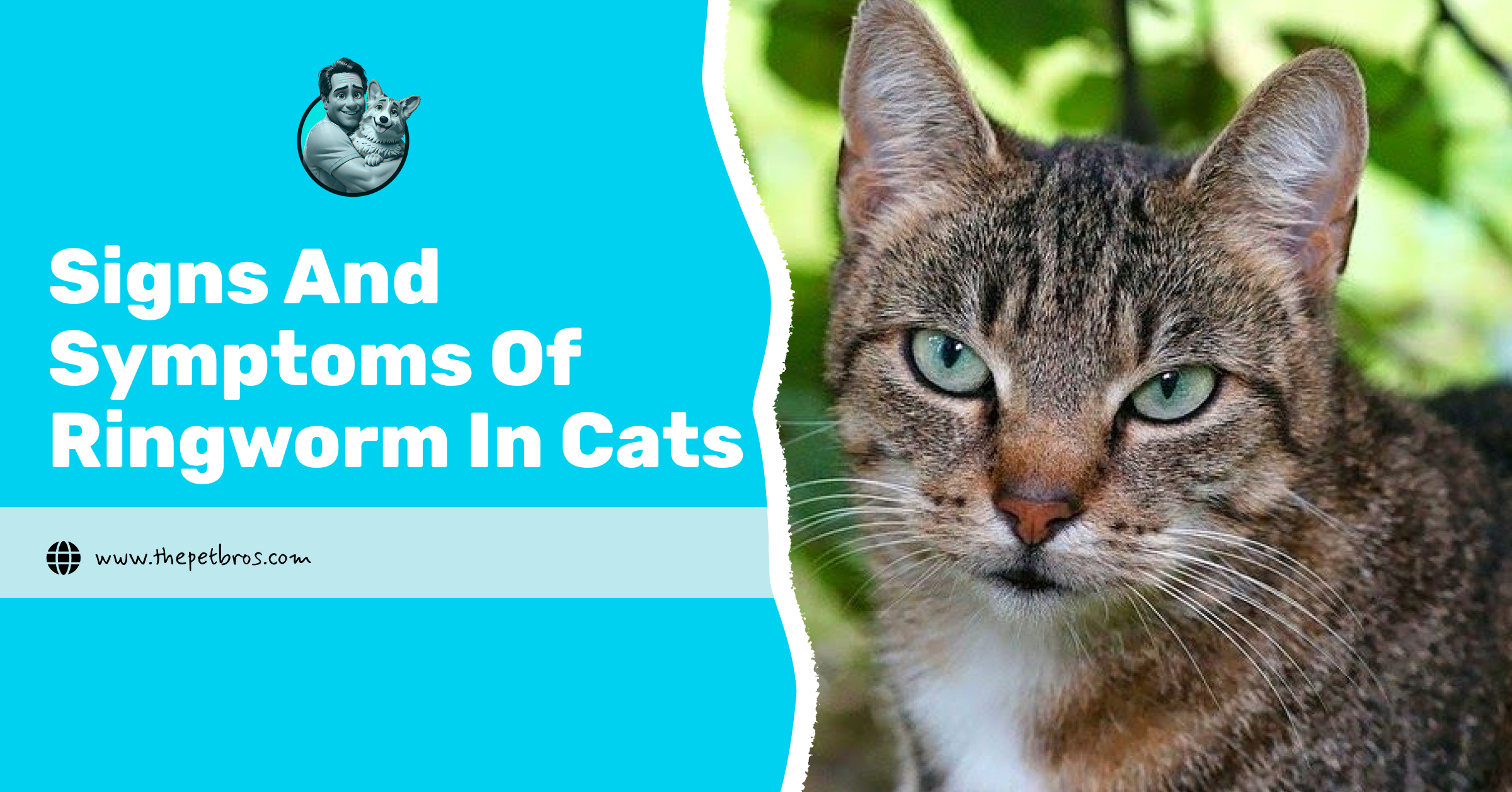 signs and symptoms of ringworm in cats