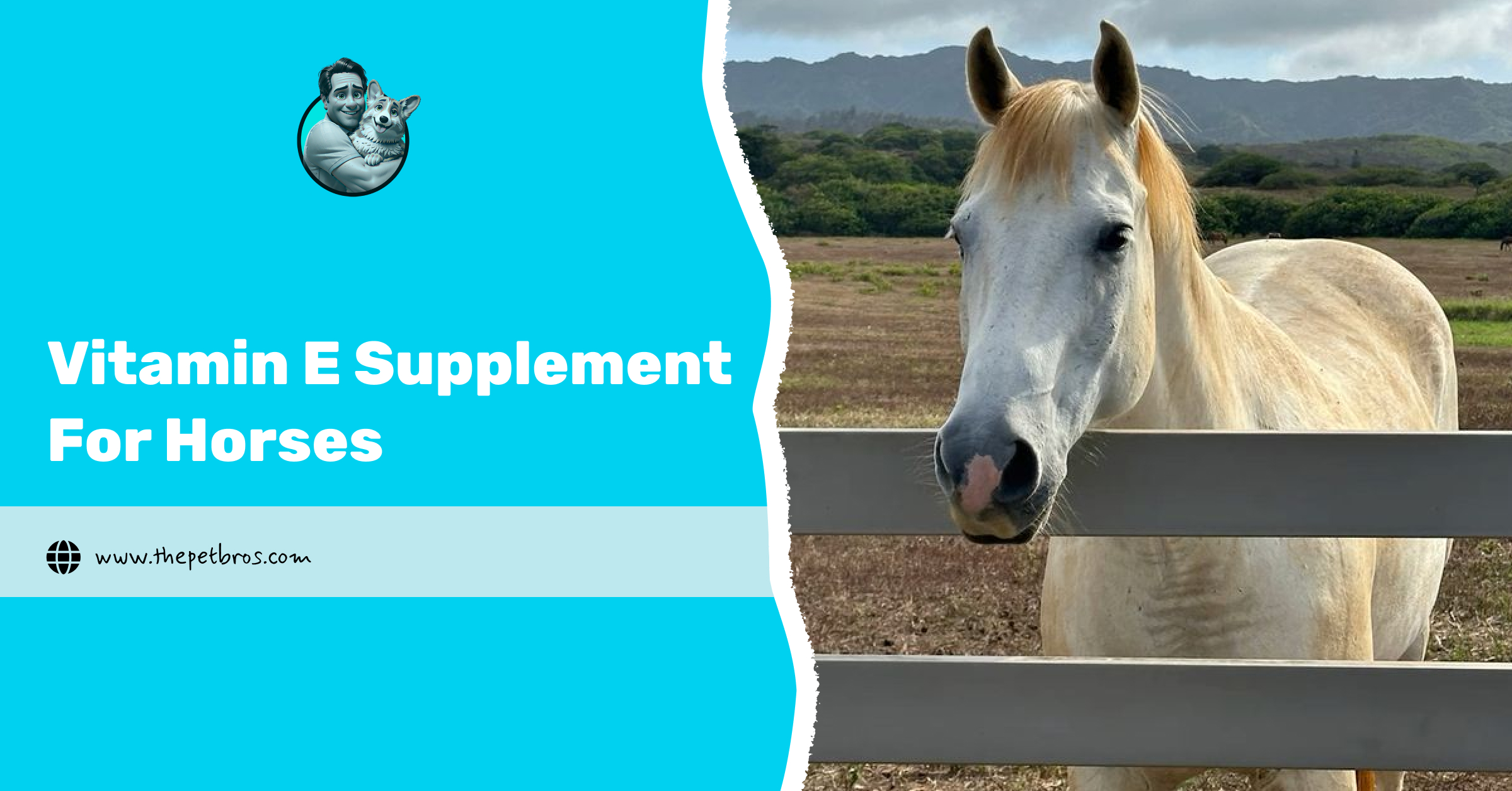 Top 5 Benefits of Vitamin E Supplement for Horses