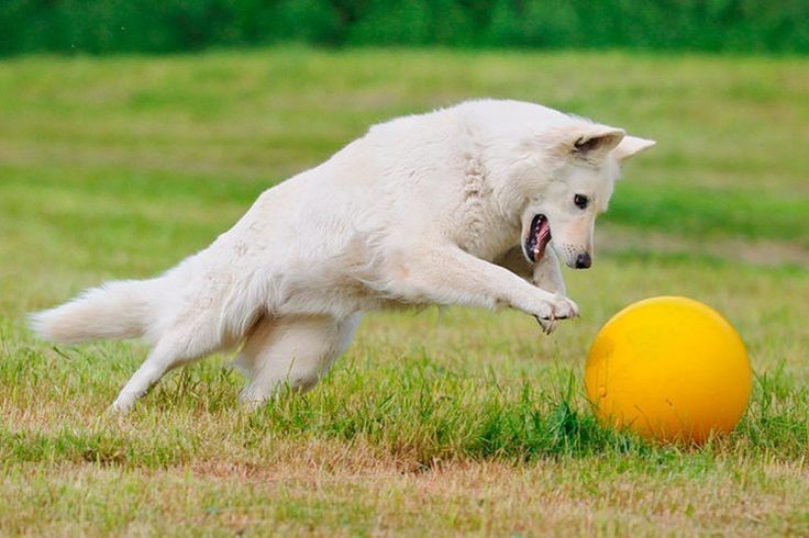 White GSD Playing with a ball