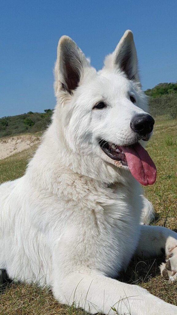 White German Shepherd Dog