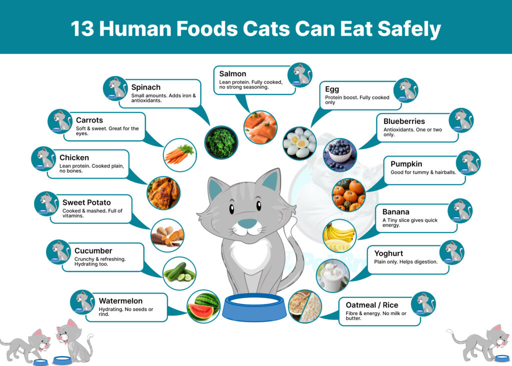13 People Foods Cats Can Eat Safely