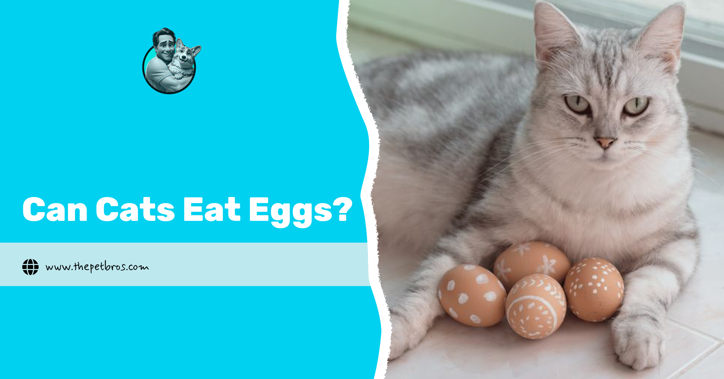 can cats eat eggs