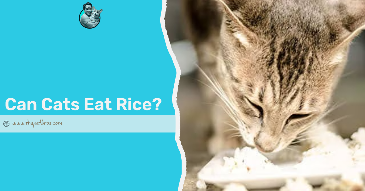 Can cats eat rice