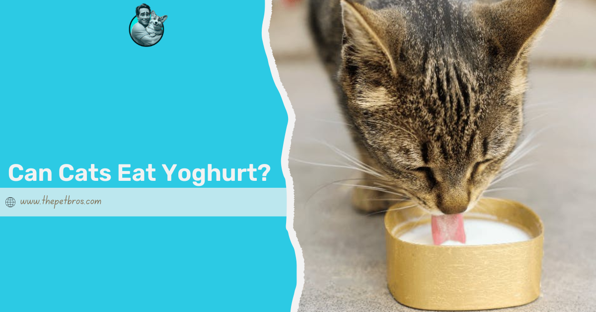 Can Cats Eat Yoghurt