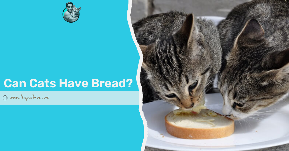 Can Cats Have Bread