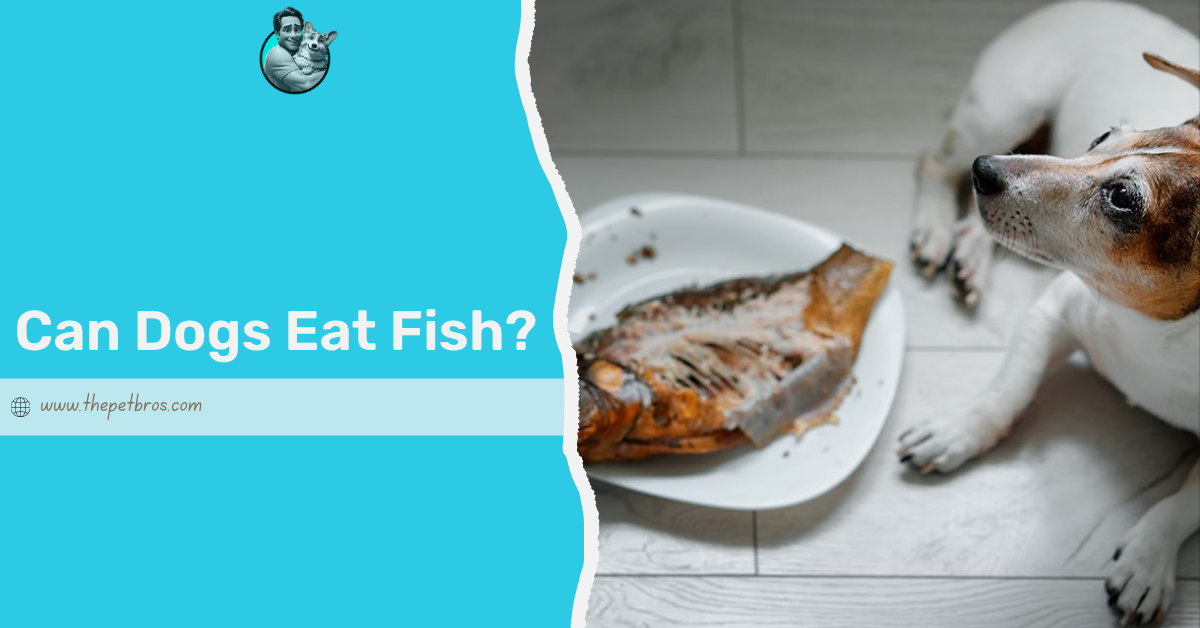 Can Dogs Eat Fish