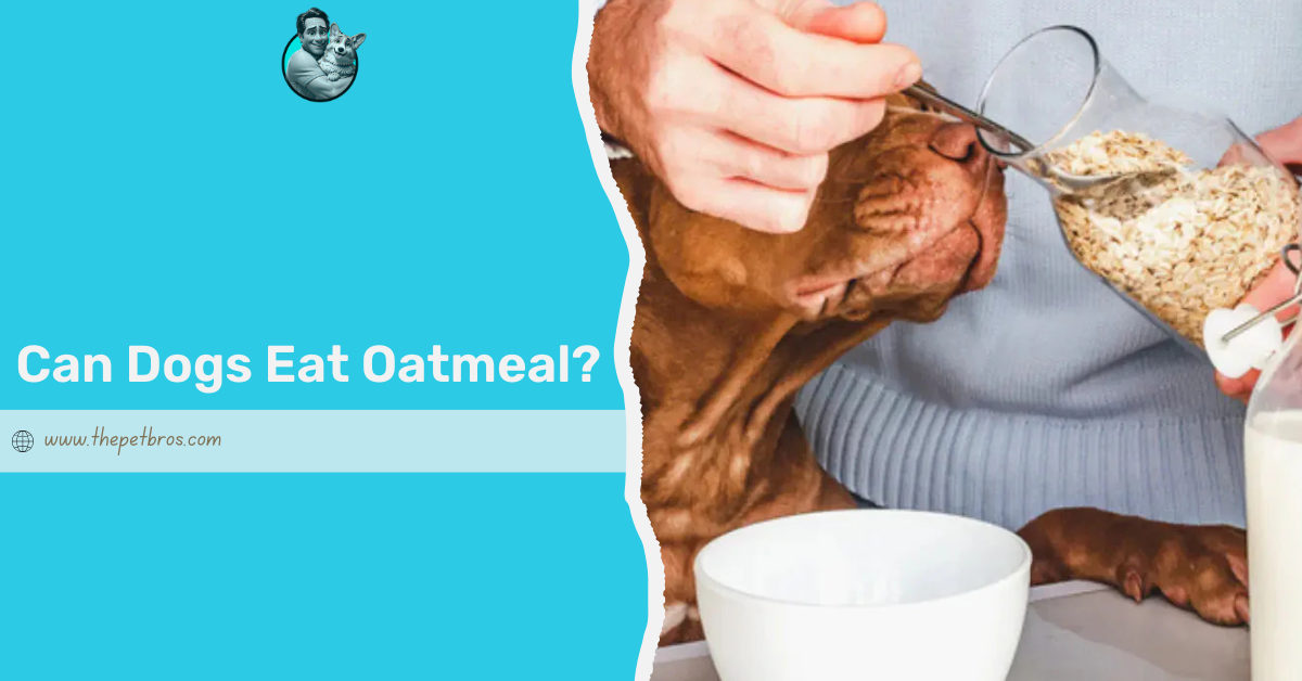 Can Dogs Eat Oatmeal
