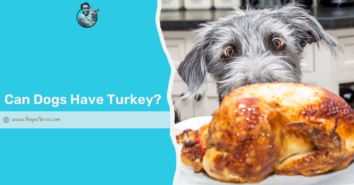 can dogs have turkey