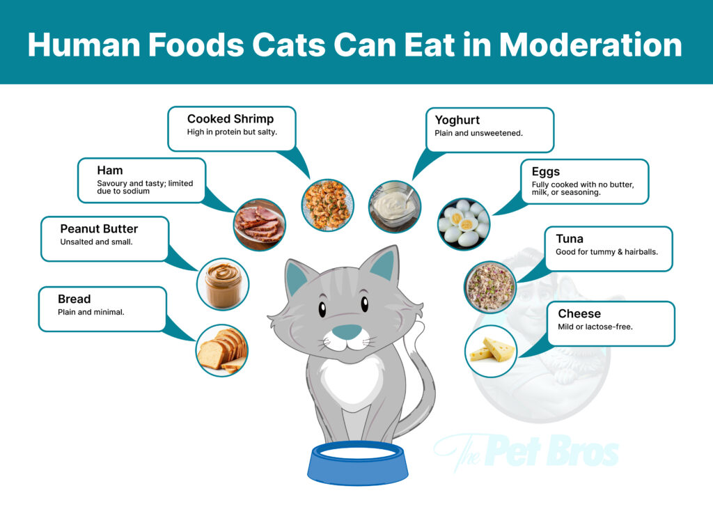 Human Foods Cats Can Eat in Moderation