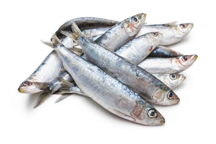 Sardines are one of the best fish you can feed your dog