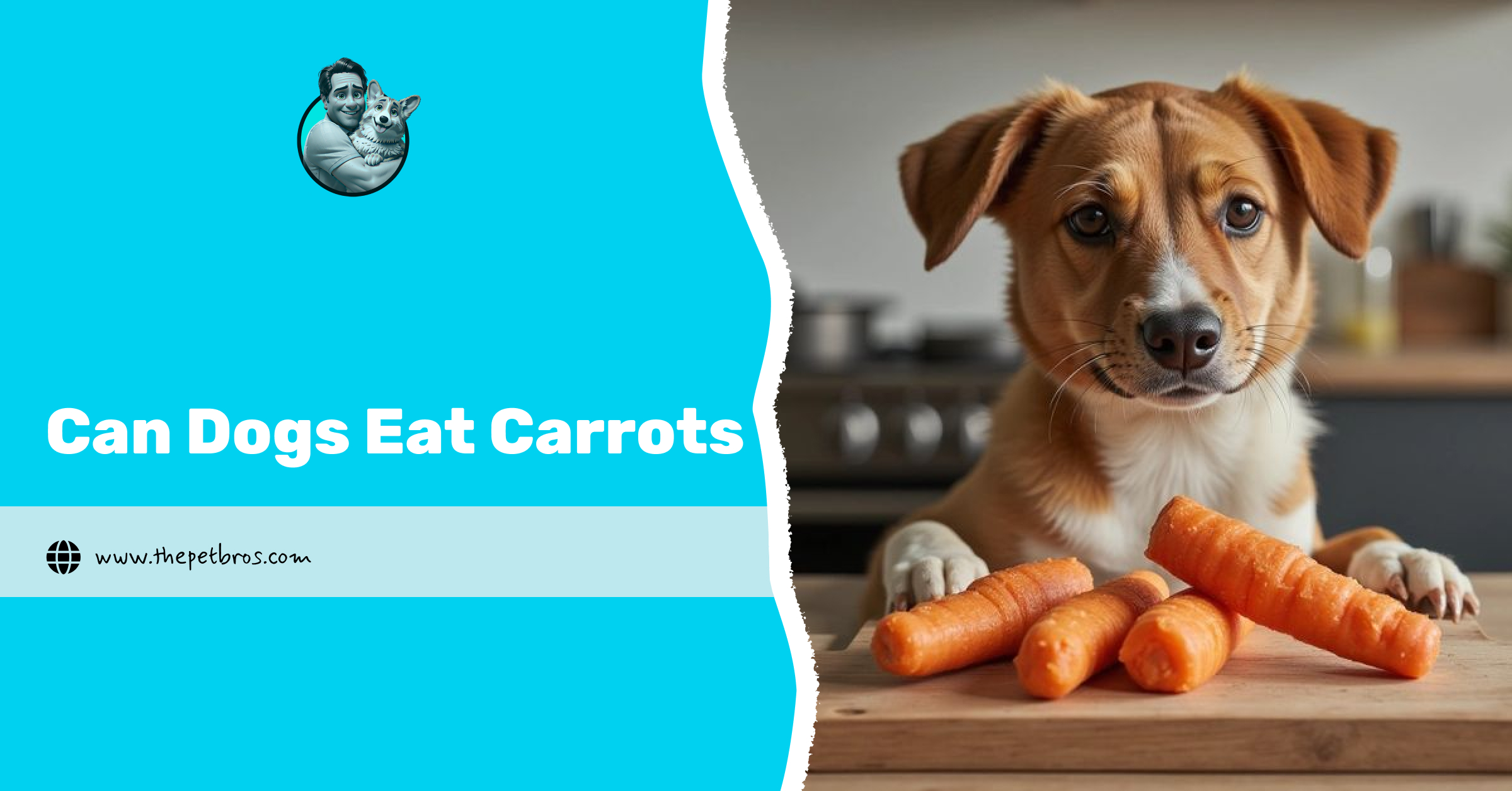 Can Dogs Eat Carrots? The Truth Every Dog Parent Should Know