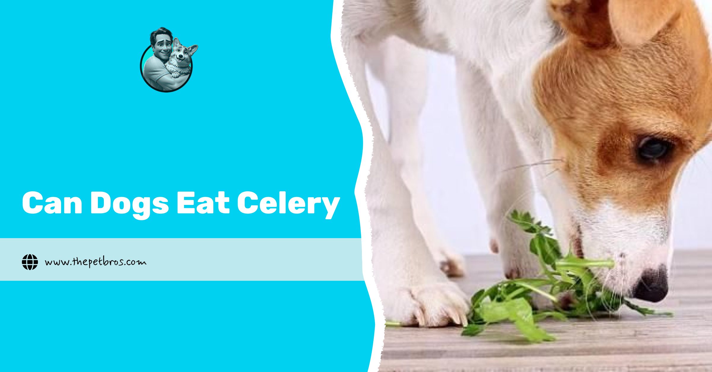 Can Dogs Eat Celery? The Crunchy Green Snack That Dogs Love