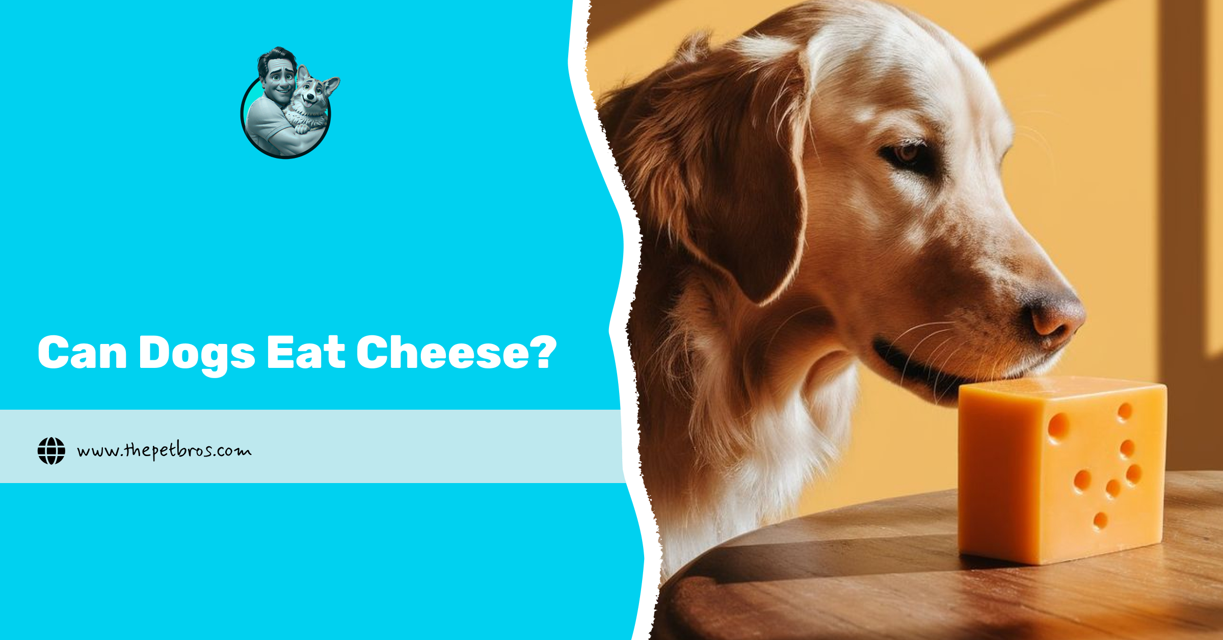 Can Dogs Eat Cheese? The Full Guide to Safe Cheesy Treats