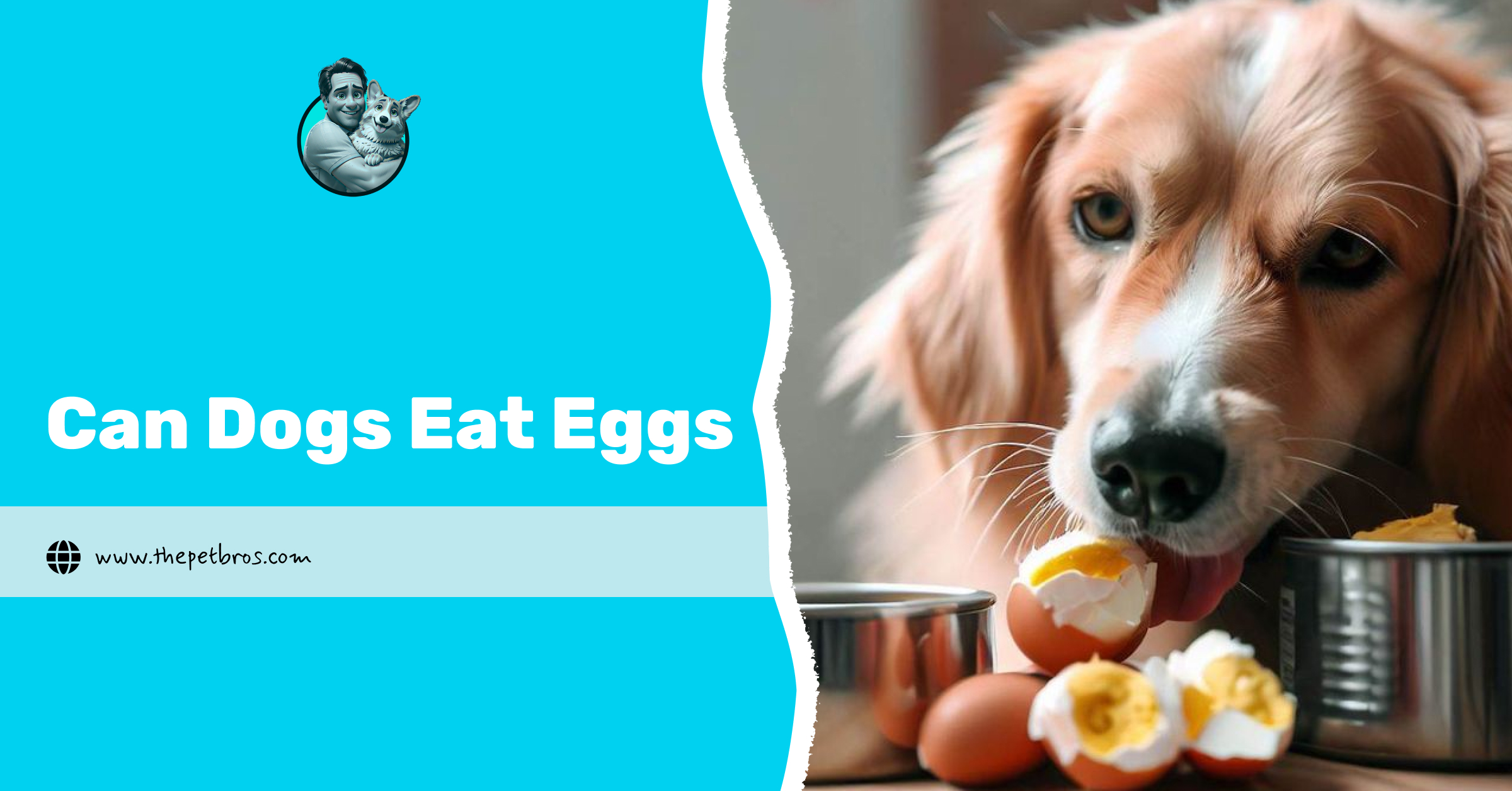 Can Dogs Eat Eggs? A Complete Guide to Feeding Eggs Safely