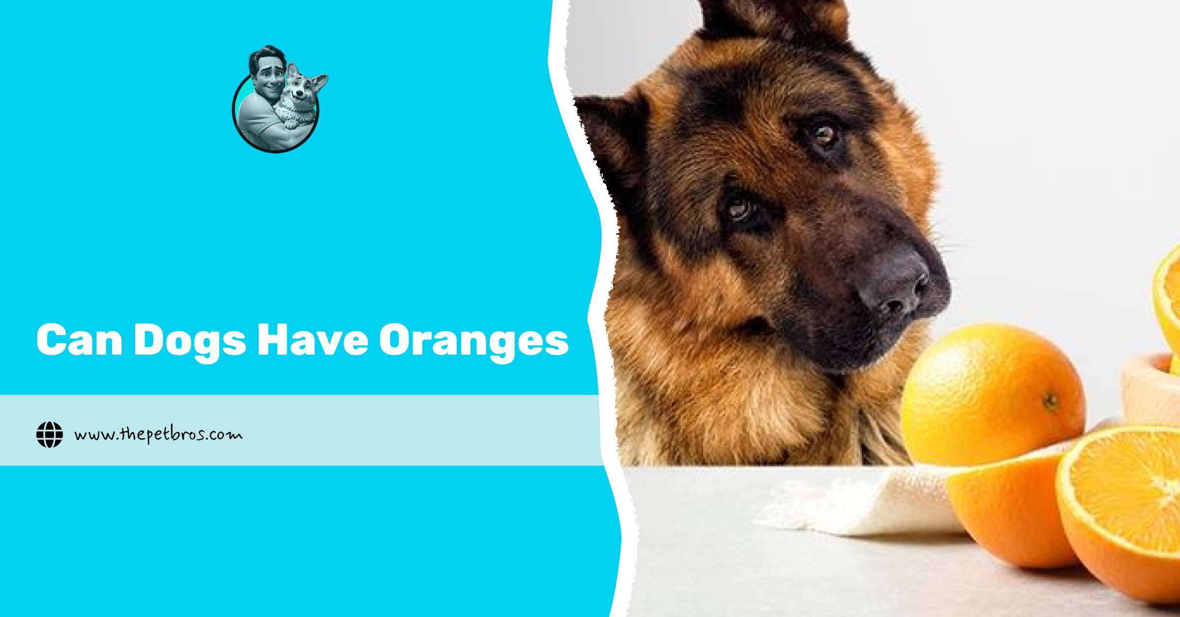 Can Dogs Have Oranges? The Truth Every Pet Owner Should Know