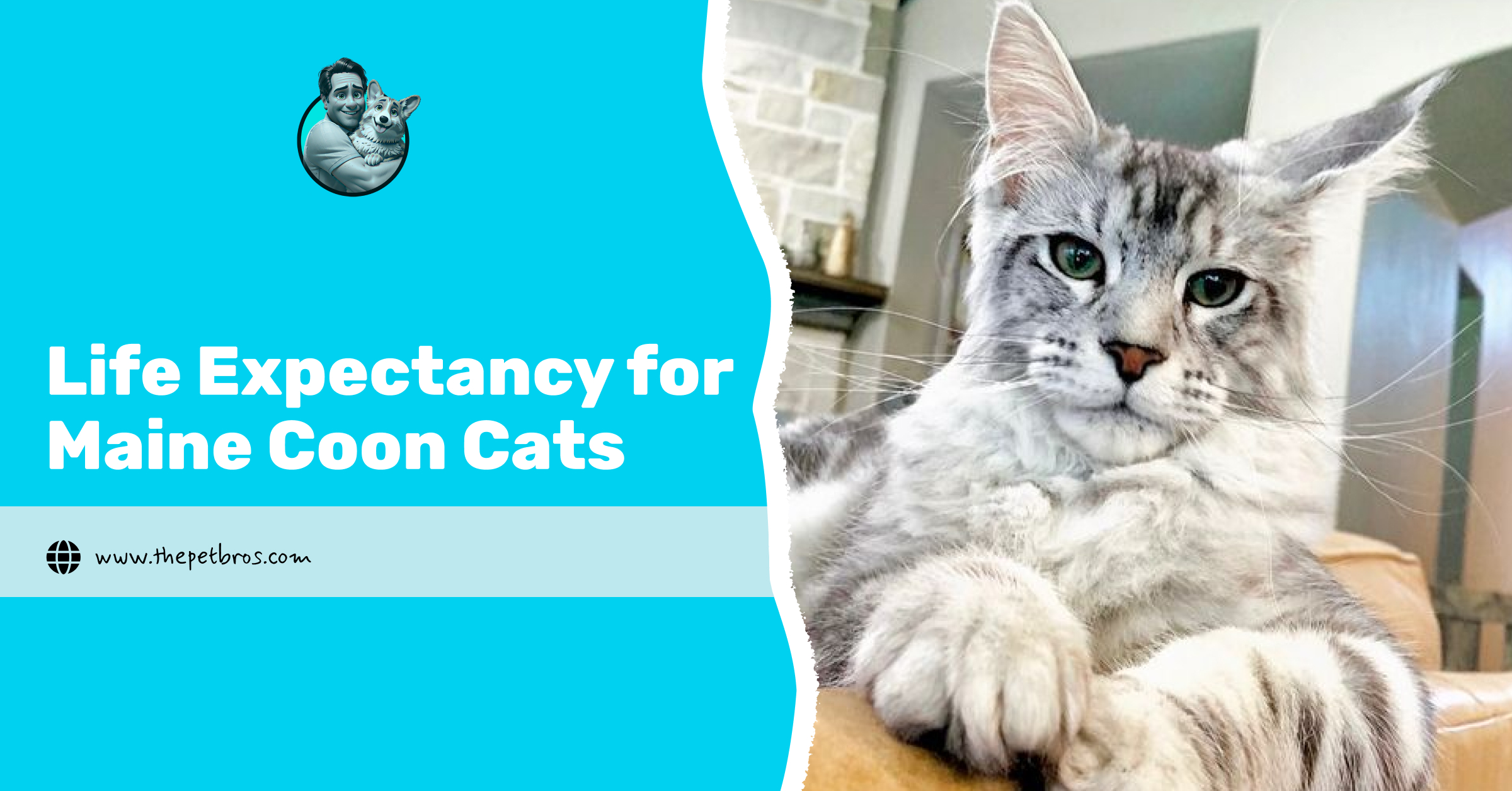 life expectancy for maine coon cats