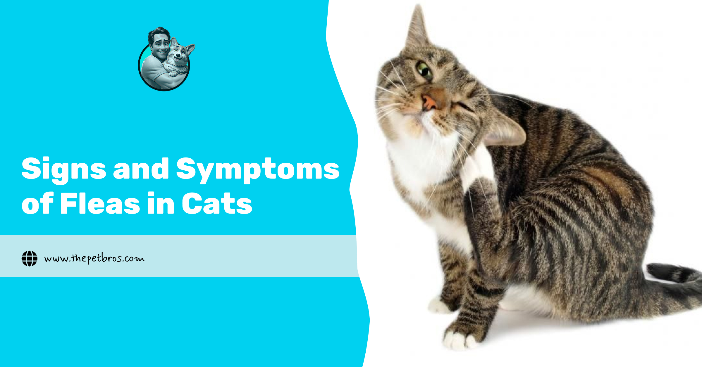 signs and symptoms of fleas in cats