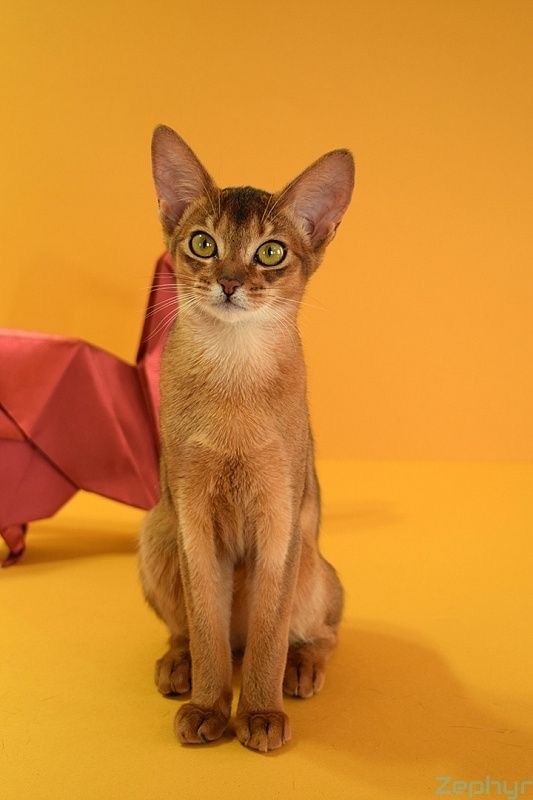 Abyssinian is one of the oldest and most striking yellow cat breeds in the world