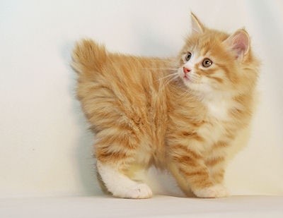 The American Bobtail
