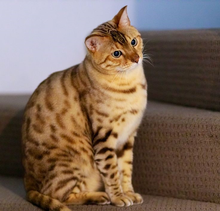 The Bengal is one of the most eye-catching yellow coated cats