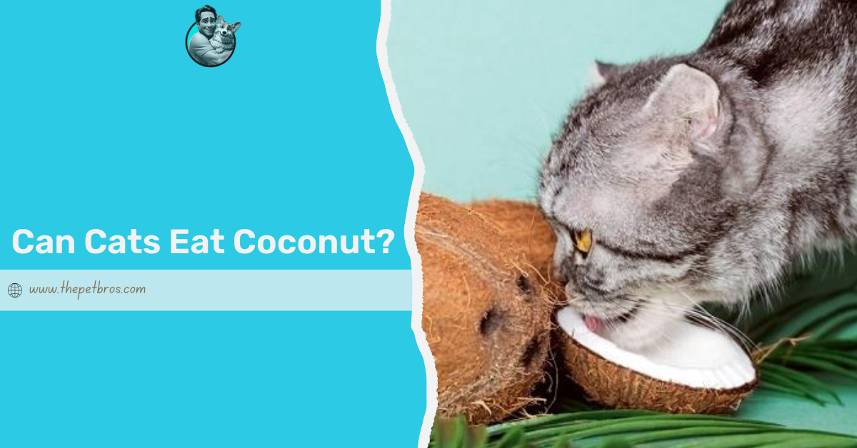 can cats have coconut
