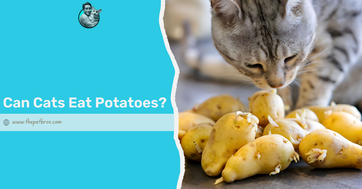 can cats eat potatoes