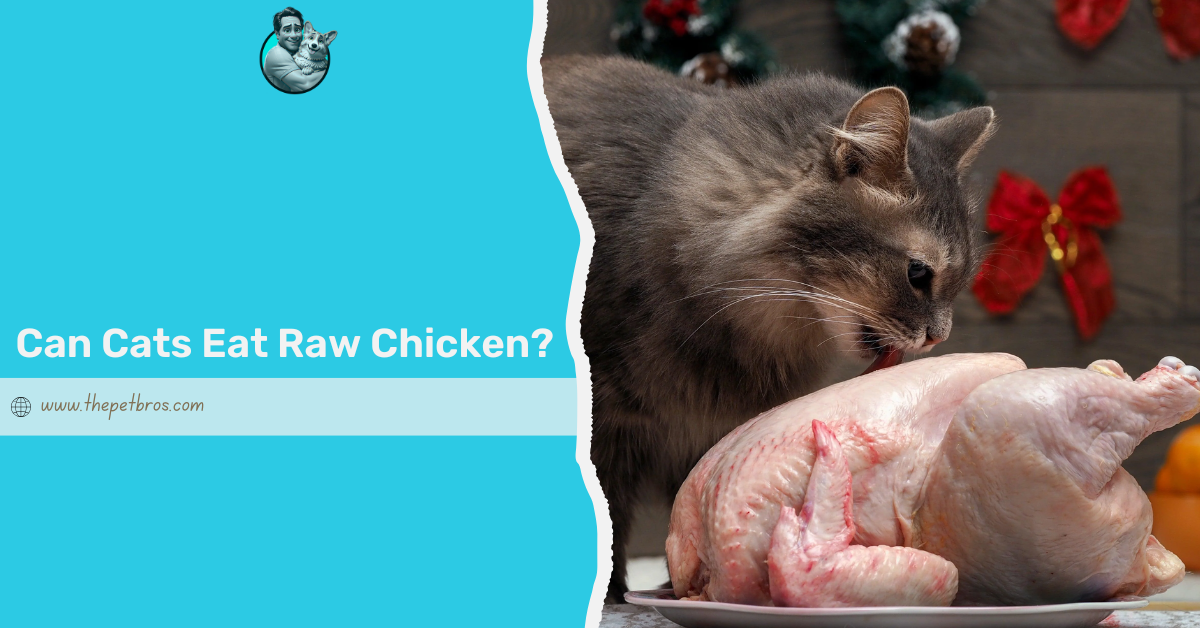 can cats eat raw chicken