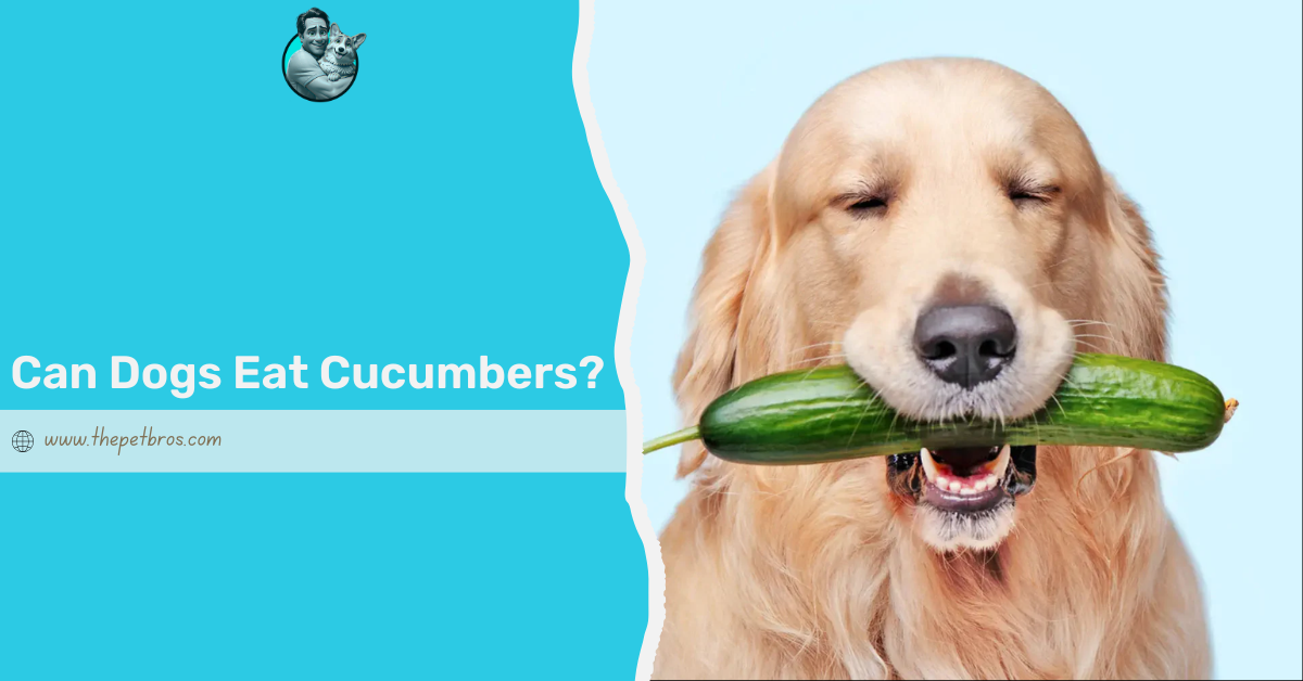 Can Dogs Eat Cucumbers? Safe Benefits and How to Feed Them