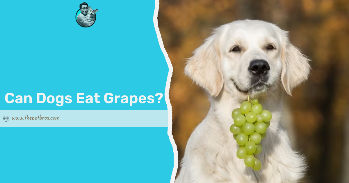 can dogs have grapes