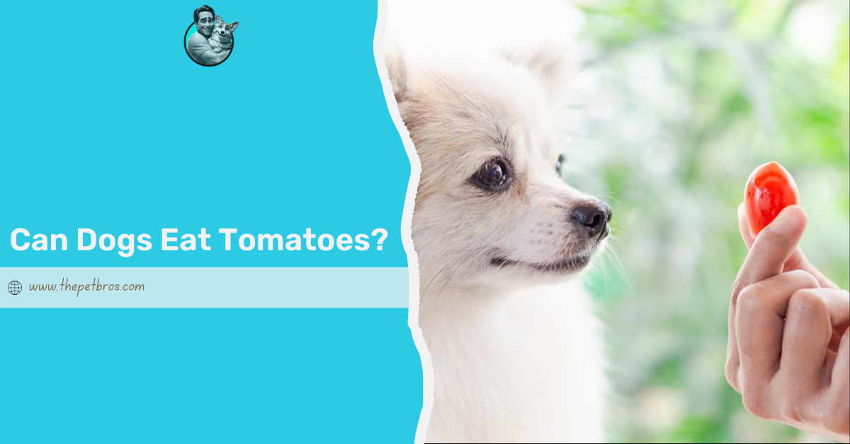 can dogs eat tomatoes