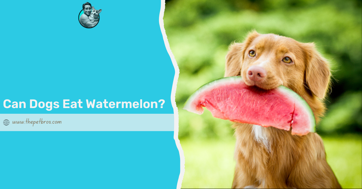 Can Dogs Eat Watermelon? What Every Dog Owner Should Know
