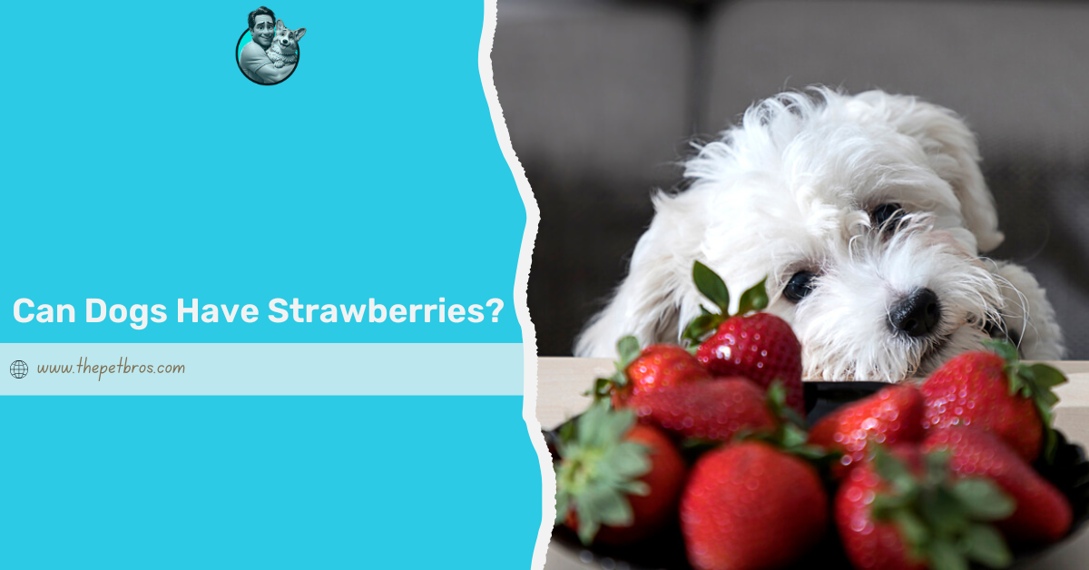 Can Dogs Have Strawberries