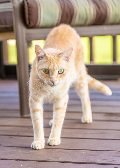 Manx is also a yellow cat breed