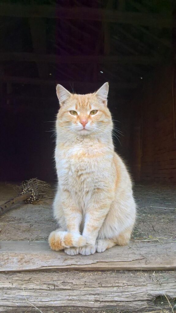 Oriental yellow cat sitting magestically on the floor