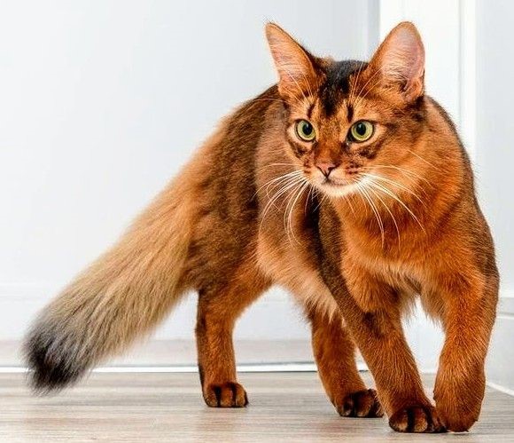 Somali preparing to pounce on its prey