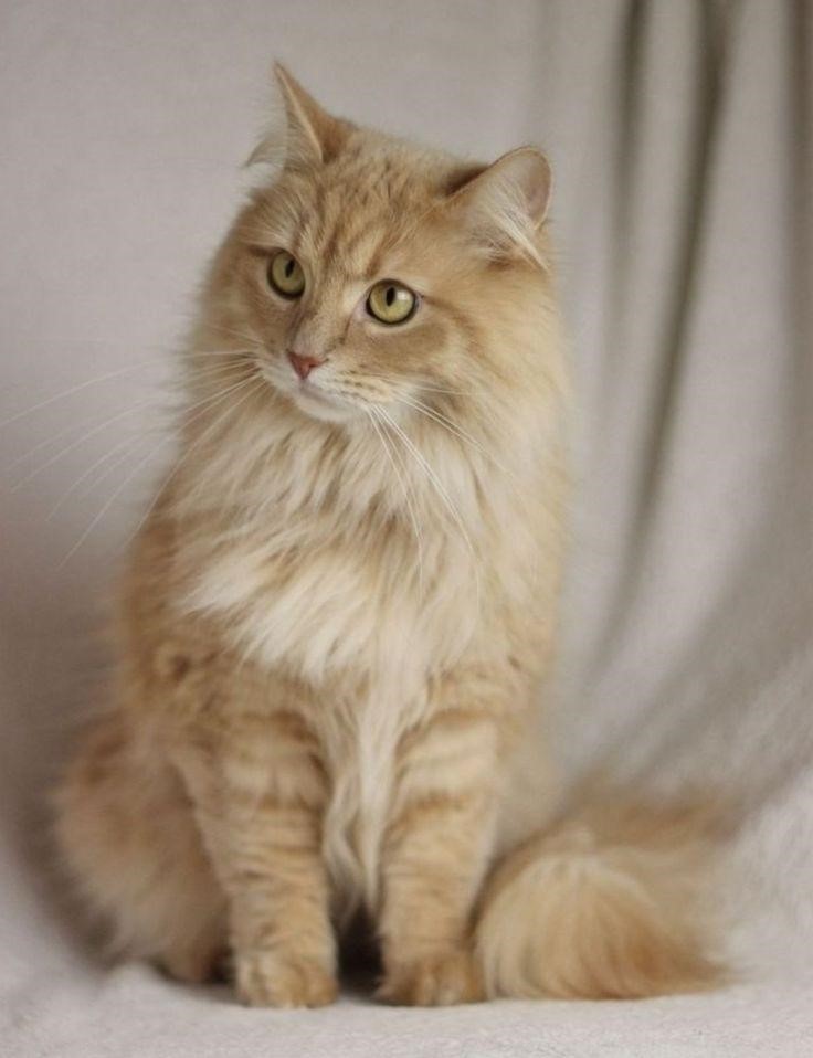The Turkish Angora in front of a white backdrop