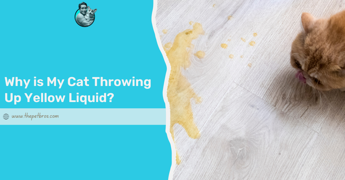 cat throwing up yellow liquid