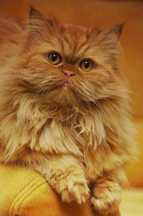 A yellow Persian sitting idly on a sofa