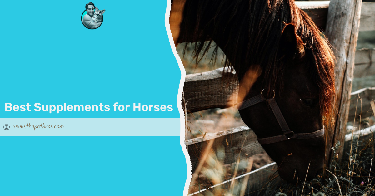 Best Supplements for Horses: Health, Food, and Performance
