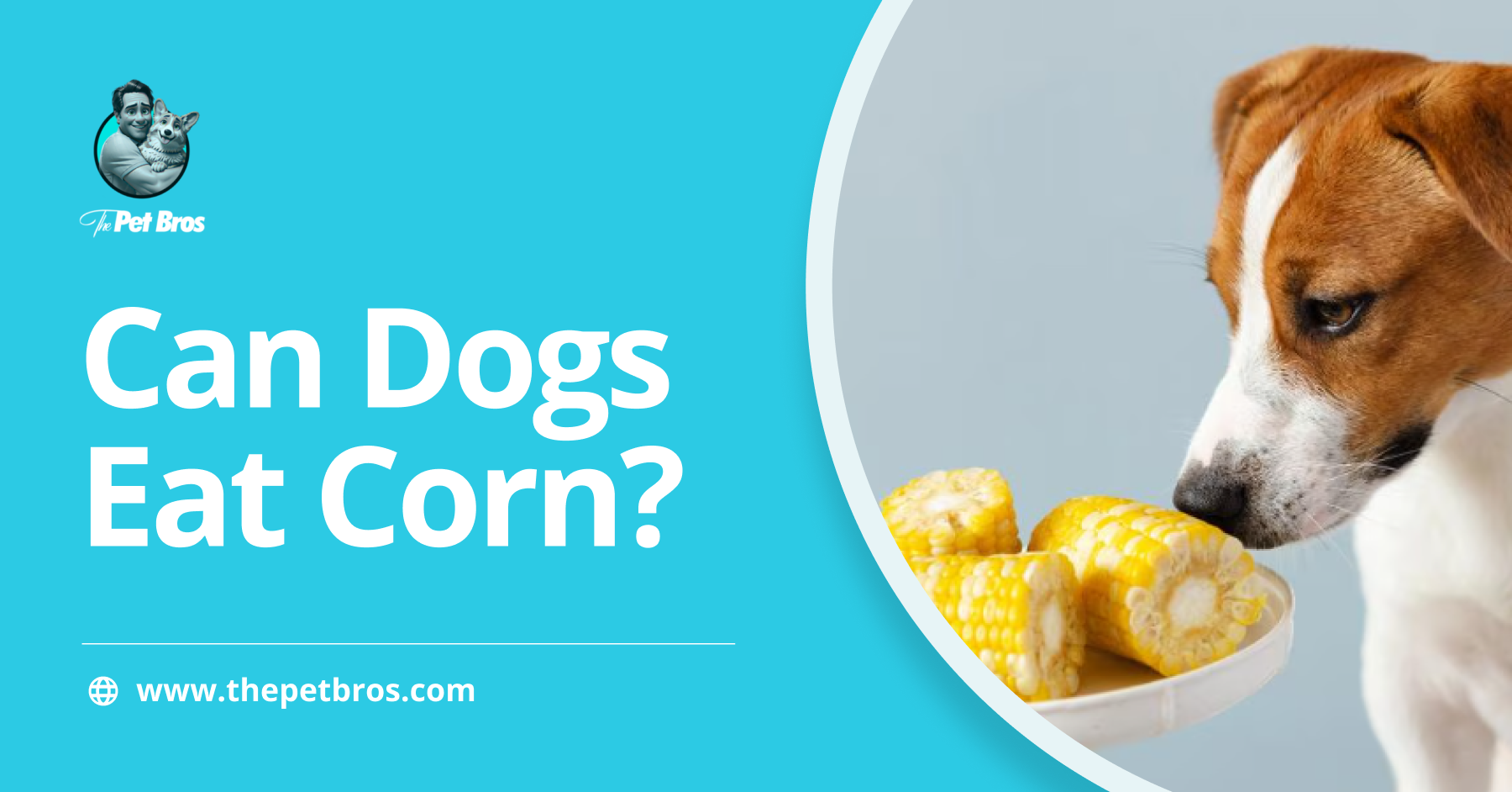 Can Dogs Eat Corn? Everything You Need To Know