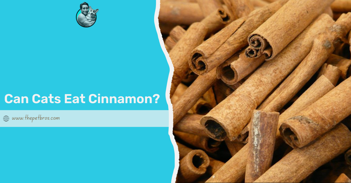 Can Cats Eat Cinnamon? What You Need To Know