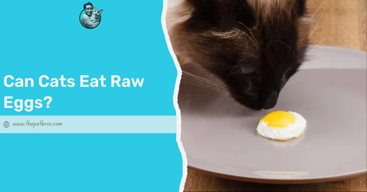 Can Cats Eat Raw Eggs? All You Need to Know About Eggs